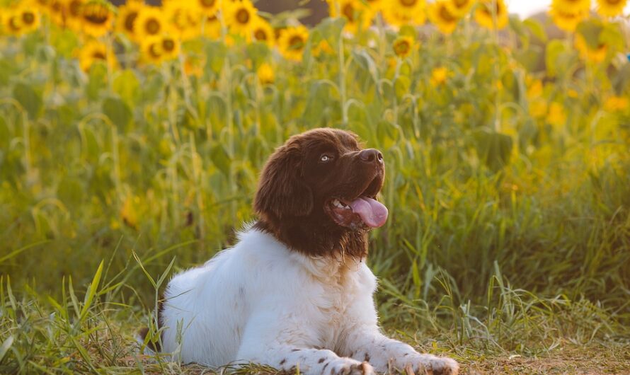 Puppy Training Pads