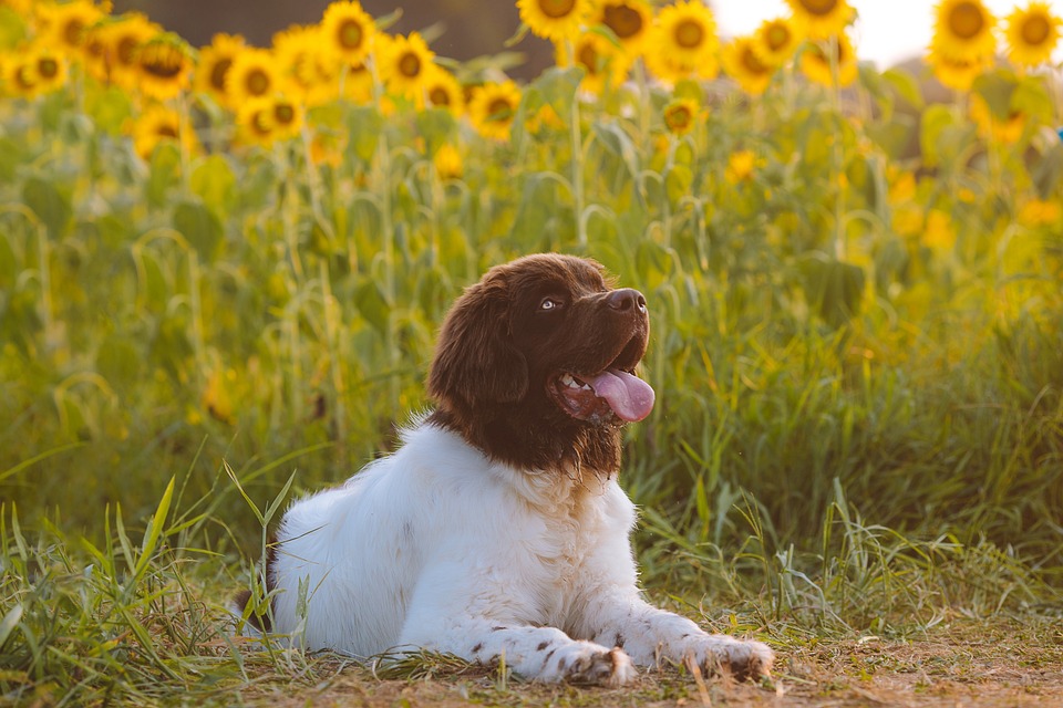 Puppy Training Pads